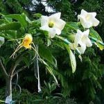 Brugmansia 'Starlight'