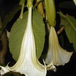 Brugmansia 'Starshine'