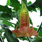 Brugmansia 'Stella'