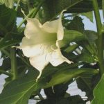 Brugmansia 'Stellata'