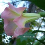 Brugmansia 'Strawberry Cream'