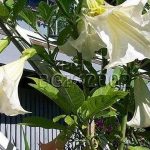 Brugmansia 'Suaveolens Blanc'