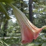 Brugmansia 'Suaveolens Salmon'