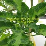 Brugmansia 'Sublime'