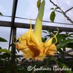 Sundreams