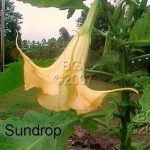 Sundrop