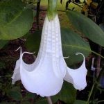 Brugmansia 