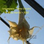 Tante Christa