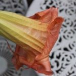 Terracotta Angel