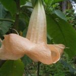 Touch of Apricot