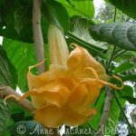 Tropical Dream