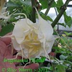 Tufted