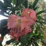 Valley Rose
