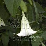Valley White
