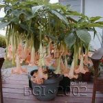 Versicolor Orange