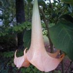 Versicolor Peach