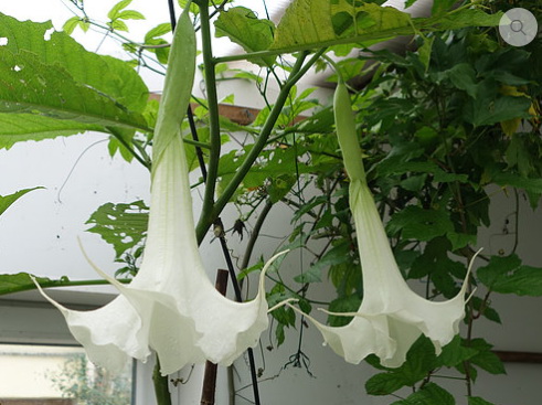Brugmansia 'White Parasol'