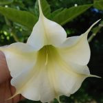 White Star Sapphire_2
