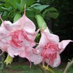 Wildwood Romance
