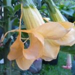 Yelloduc