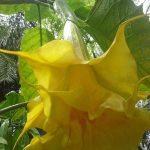 Yellow Jacket