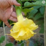 Yellow Sapphire_1
