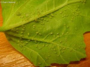 Common Brugmansia Pests