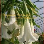 Brugmansia 'Abilion Bells'