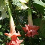 Brugmansia 'Angels Jubilee'