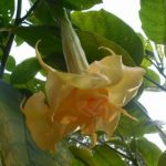 gallery_64_1488_197420