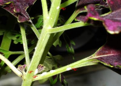 Mealybugs on brugmansia