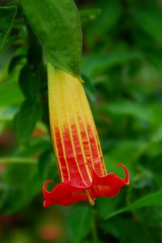 Sanguinea Forms