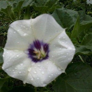 Datura discolor