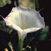 Datura parajuli