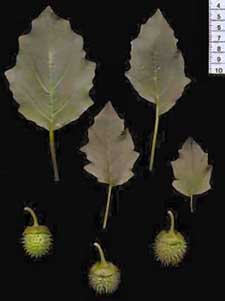 Datura pruinosa