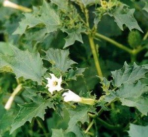 Datura stramonium