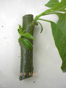 Starting Cuttings