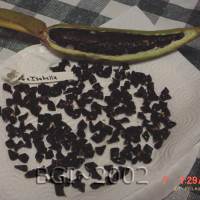 Starting Seeds