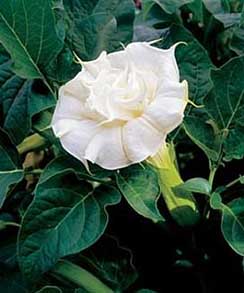 double white