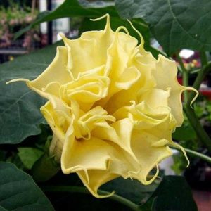 double yellow