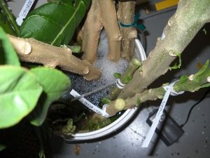 Overwintering in Bubblers