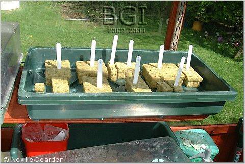 Soilless Seeds Starting