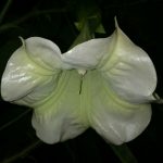 Brugmansia 'Breezy'