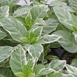 Klerx Variegata