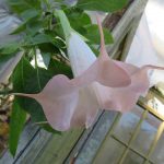 Annie's Little Pinky_1
