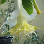 Lemon Sorbet