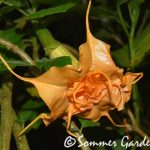 Sommer Fantasy_4