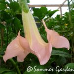 Sommer Peach (2)