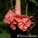 Sommer Rose_2