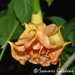 Sommer's Centennial Belle_2